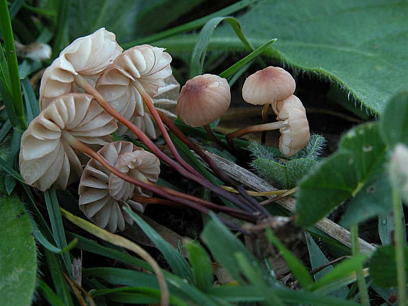 Marasmius anomalus var. microsporus (Mre.) Ant.